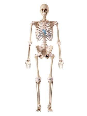Human Skeleton Model